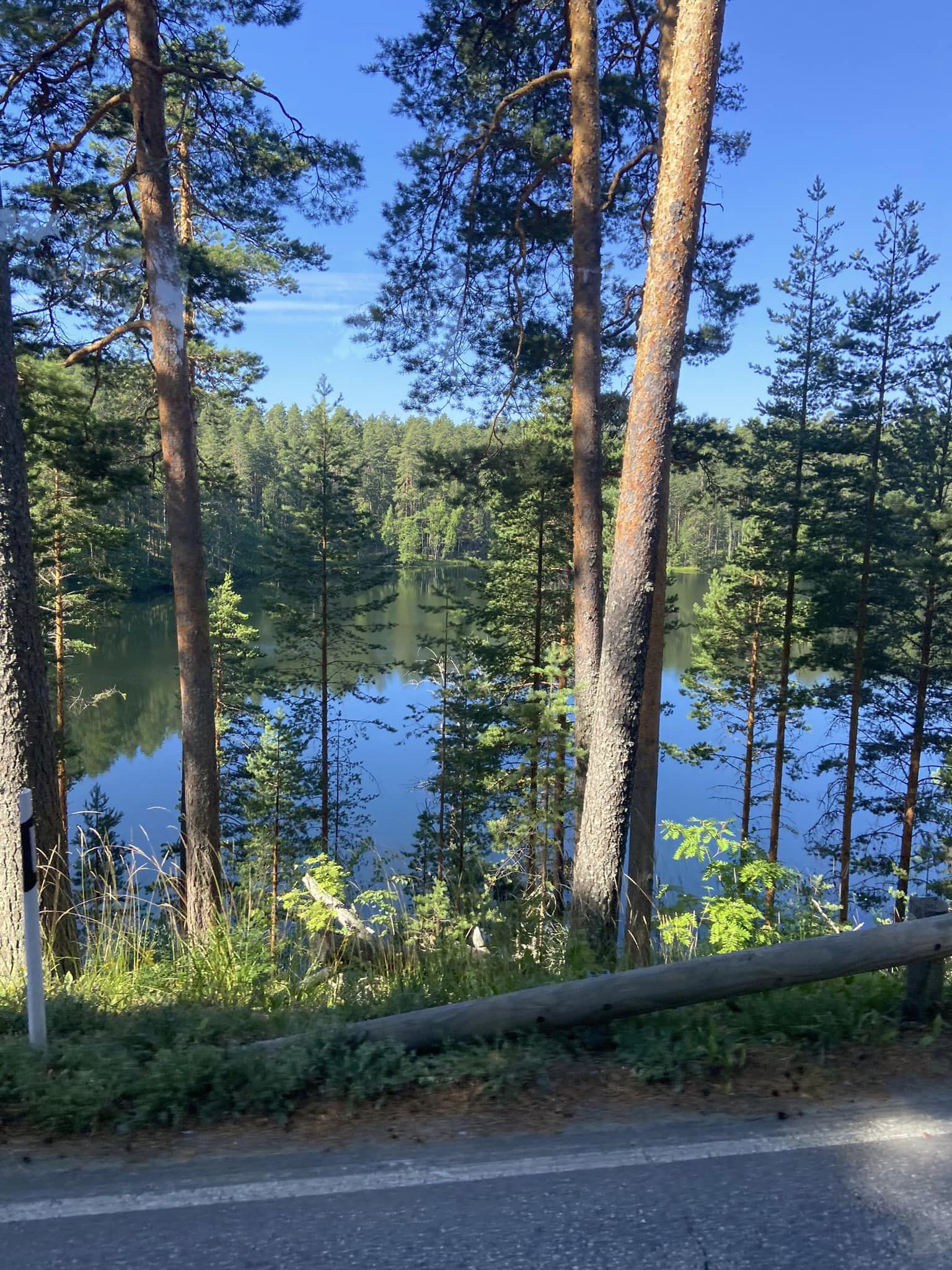 En lugn sjö syns genom höga tallar under en klarblå himmel. Vattnet speglar träden och himlen. I förgrunden finns en väg med ett metallräcke som kantas av gräs och växter.