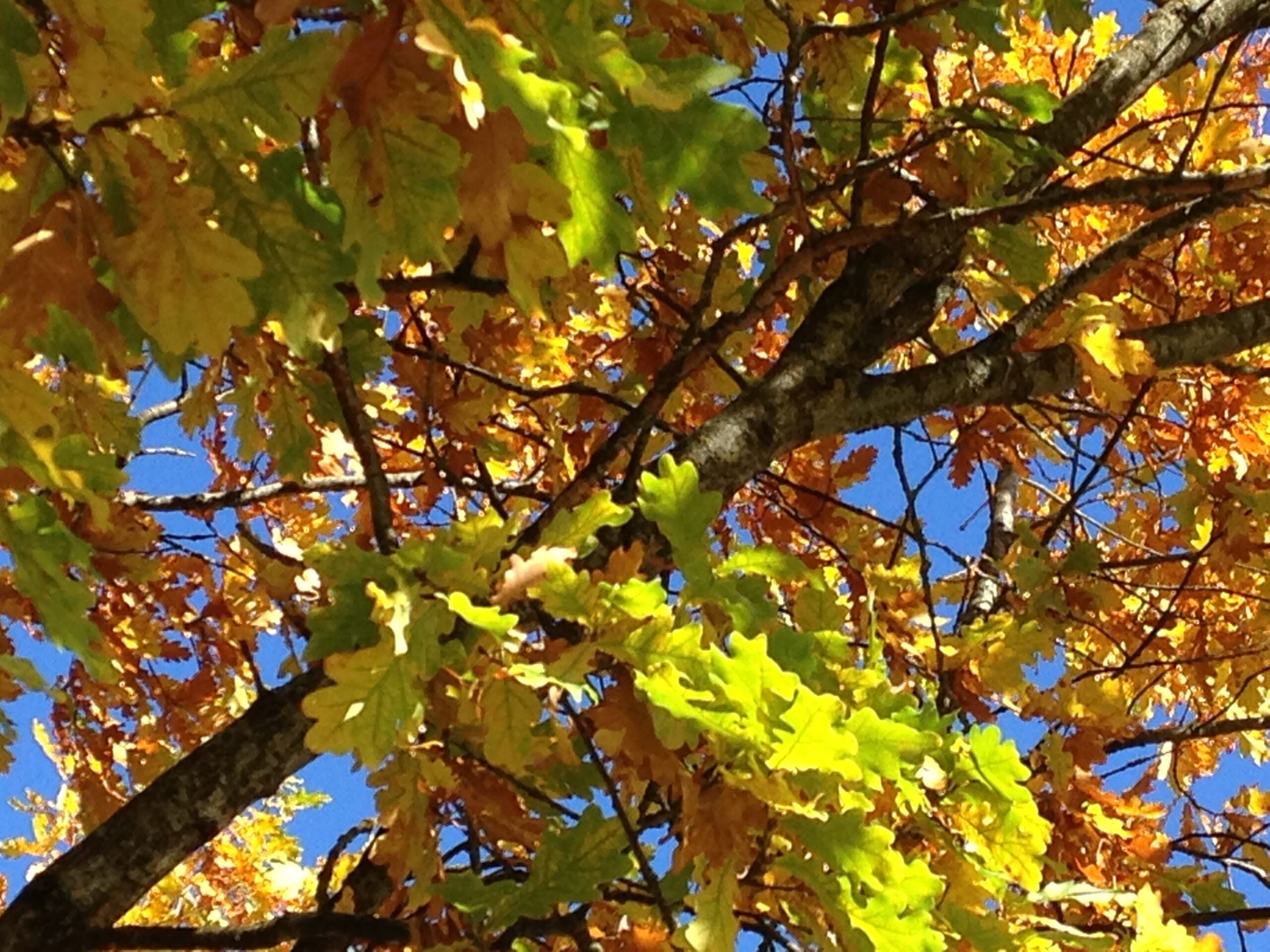 Trädgrenar med gröna, gula och orangea löv syns mot en klarblå himmel, vilket tyder på en scen i början av hösten. Solljuset framhäver lövverkets skiftande färger.