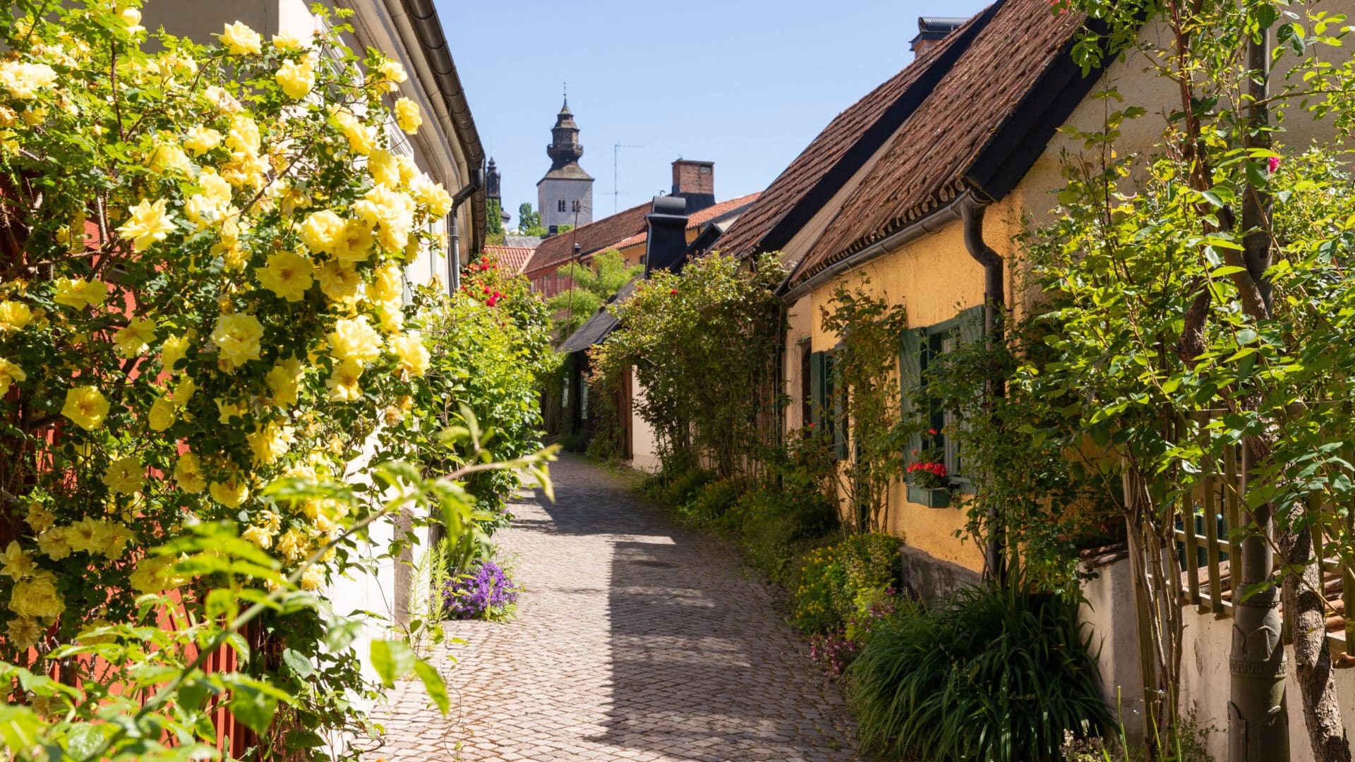 En smal kullerstensgata kantad av blommande buskar och gamla hus med tegeltak; i bakgrunden syns ett kyrktorn mot en klarblå himmel.